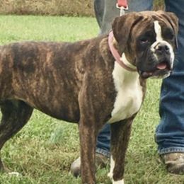Boxers and French Bulldogs from Infinity Boxer’s n Infinity French Bulldog’s Von Helm