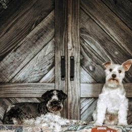 Miniature Schnauzers from M4