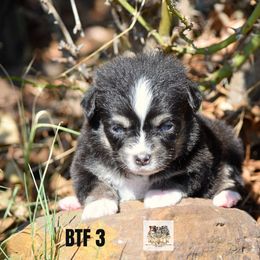 BTF 3 - Black tri female Toy Australian Shepherd puppy in Joshua, Texas from Double M Toy and Mini Aussies