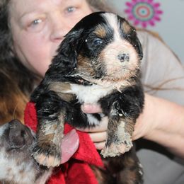 "First try at eating mush " Bernese Mountain Dog Puppies from Baby Bear Bernese Kennel