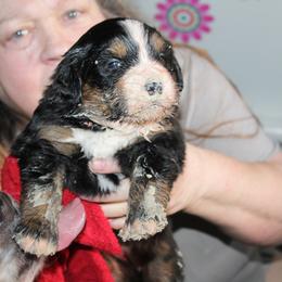 "First try at eating mush " Bernese Mountain Dog Puppies from Baby Bear Bernese Kennel