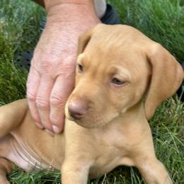 Vizsla Puppies from Shepherd Family Vizslas