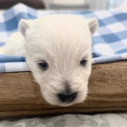 Boy 1 - White male West Highland White Terrier puppy in Boaz, Alabama from Creekside Westies