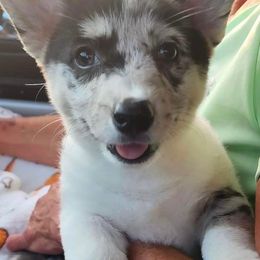 American Corgis and Pembroke Welsh Corgis from Corgi Craze Breeding & Therapeutic Services