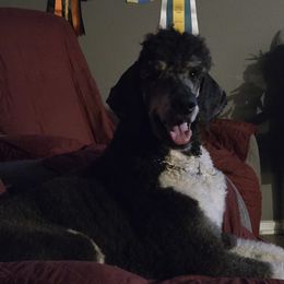 Leo - Poodle