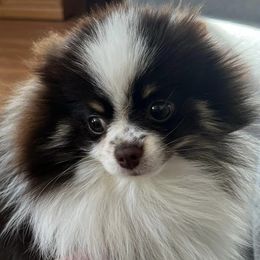 Pomeranians from Purdy Pomeranian Pooches