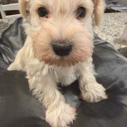 Brown collar - White male Miniature Schnauzer puppy in Smyrna, Tennessee from Moore's Miniature Schnauzers