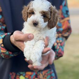 Cavapoo, Goldendoodle, Maltipoo, and Poodle Puppies from Precious Paws Ranch