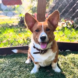 Birma - Cardigan Welsh Corgi