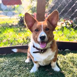 Birma - Cardigan Welsh Corgi