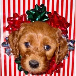 White Girl - Red  female Goldendoodle puppy in Greensfork, Indiana from Fishermen’s Doodles