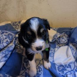 Rusty - Black tri male Miniature Australian Shepherd puppy in Florida from Silver Palms Ranch