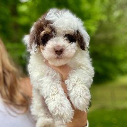 Pancake - Tri-color male Bernedoodle puppy in Fayetteville, Arkansas from Huckleberry Bernedoodles