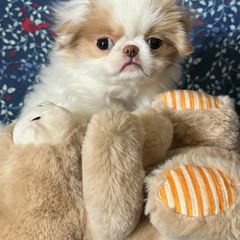 Minnie - Red and white female Japanese Chin puppy in Slen, Oregon from Itty Bittys