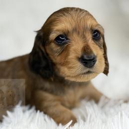 Heath - Red male Dachshund puppy in Goodyear, Arizona from D&C Royal Dachshunds LLC