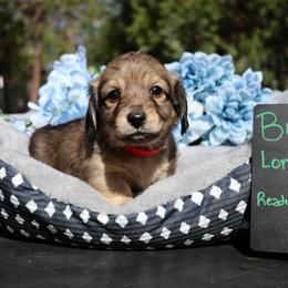 Bolt (Red collar) - Cream male Dachshund puppy in Prospect, Oregon from Spunky Sausage Pups