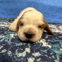 Frankie - Lemon and white male English Springer Spaniel puppy in Coeur D'alene, Idaho from Springer Hollow