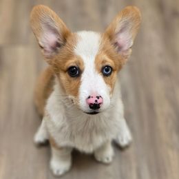 Girl 3 - Red merle and white female American Corgi puppy in Middleburg, Florida from Mulkeys Little Corgis