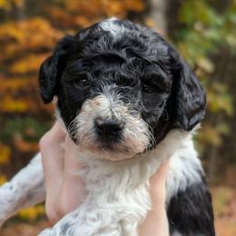 Louis - Parti male Poodle puppy in Salem Township, Maine from Moirae Poodles