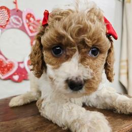 Tessa - Blenheim female Cavapoo puppy in Roseville, California from Heavenly Goldendoodles