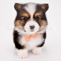 Alder - Black and tan male American Corgi puppy in Santaquin, Utah from Blacktail Mountain Corgis