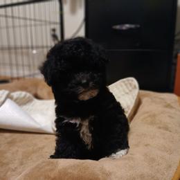 Mocha - Silver female Havapoo puppy in Blanch, North Carolina from Faithful Hearts Kennel