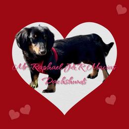 Raphael - Dachshund
