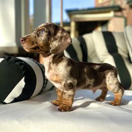 Dachshund Puppies from Weenie Bros
