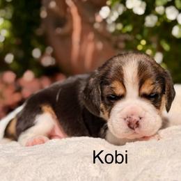 Kobi - Black tan and white male Beagle puppy in Mansfield, Missouri from Rippee Creek Kennel