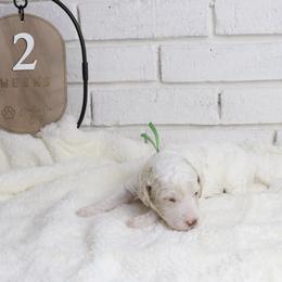 Buzz - Chalk male Labradoodle puppy in Bryantown, Maryland from Doodles on Duty
