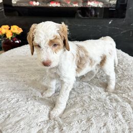 Mother Gothel (White Parti) - Parti Goldendoodle puppy in Morgan Hill, California from Soni the Doodle