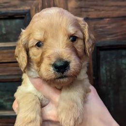 Labradoodles from Sedona Rose Doodles