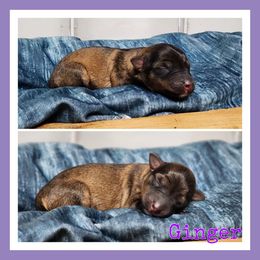 Ginger - Sable female Schnoodle puppy in Lebanon, Missouri from Cedar Glades Canines