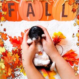 Mufasa - Black male Goldendoodle puppy in Kissimmee, Florida from Poodle Doodle Kennels