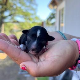 Dash - Black & white male Toy Australian Shepherd puppy in North Lakeport, California from Wild Rose Ranch