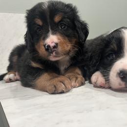 Bernedoodle Puppies from Cove Creek Companions