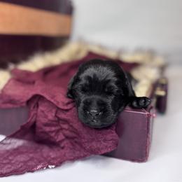 Onyx - Black male Labrador Retriever puppy in Rocky Top, Tennessee from Rocky Top Retrievers