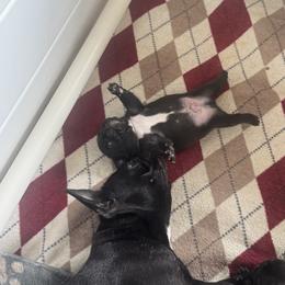 French Bulldog Puppies from Diamonds Frenchies
