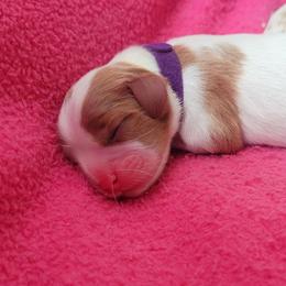 Girl 1 - Blenheim female Cavalier King Charles Spaniel puppy in Castorland, New York from Faithful Friends Cavaliers