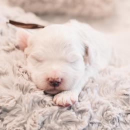 Thumper - Parti male Goldendoodle puppy in Lima, Ohio from Hommel’s Mini Darling Doodles