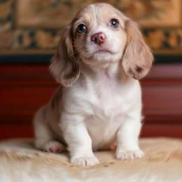 Lane Ready Today perfect vet health checkup - Dapple male Dachshund puppy in Richmond, Virginia from Irresistible Dachshunds & Cavaliers