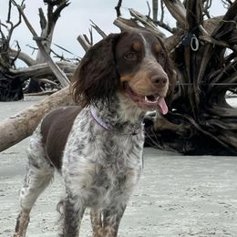 English Springer Spaniels from High Point Springers