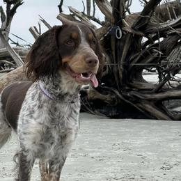 English Springer Spaniels from High Point Springers
