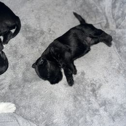Miniature Schnauzer Puppies from Jones Fam Paws