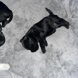 Miniature Schnauzer Puppies from Jones Fam Paws