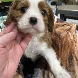 Barons - Blenheim male Cavalier King Charles Spaniel puppy in North Bay Village, Florida from Cynthia's Cavaliers