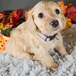 Dachshund Puppies from Mighty Paws Manor