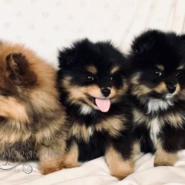Pomeranian Puppies from Designer Pomeranians