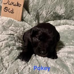 Pokey - Black & white male Australian Shepherd puppy in Wisconsin Dells, Wisconsin from Nicara kennel
