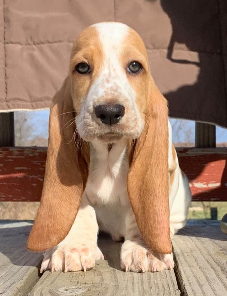 Lemon drop hot sale basset hound